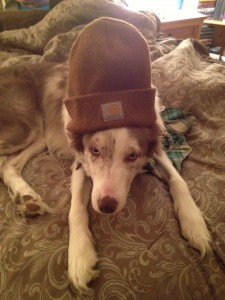 Quincy Wearing a Hat